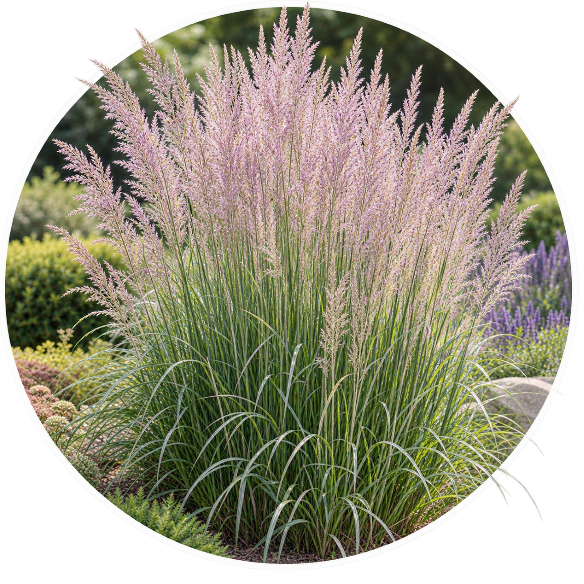 Вейник остроцветковый/Calamagrostis acutiflora